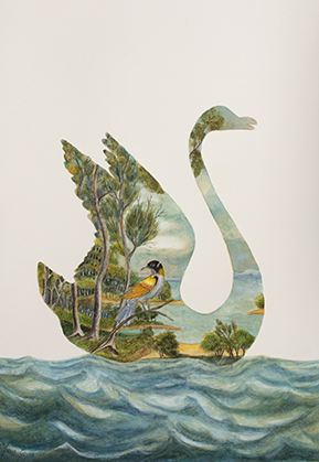 Antipodean Swan 1